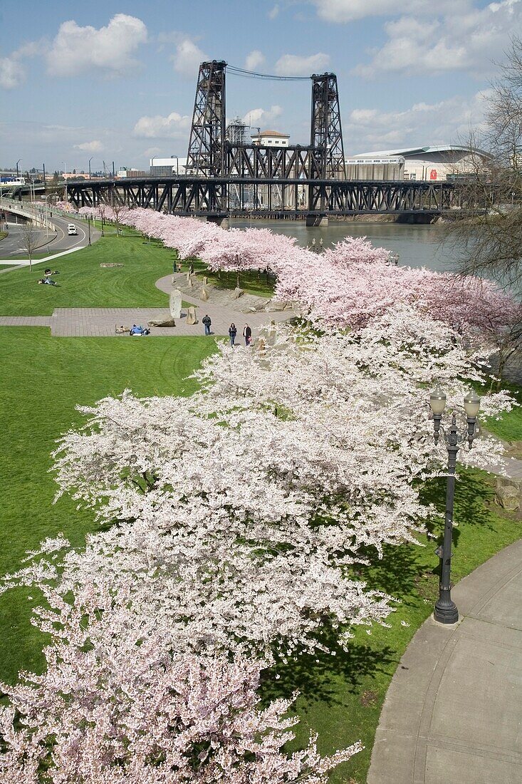 Spring Blossoms Along Portland Waterfront; Portland, Oregon, Usa