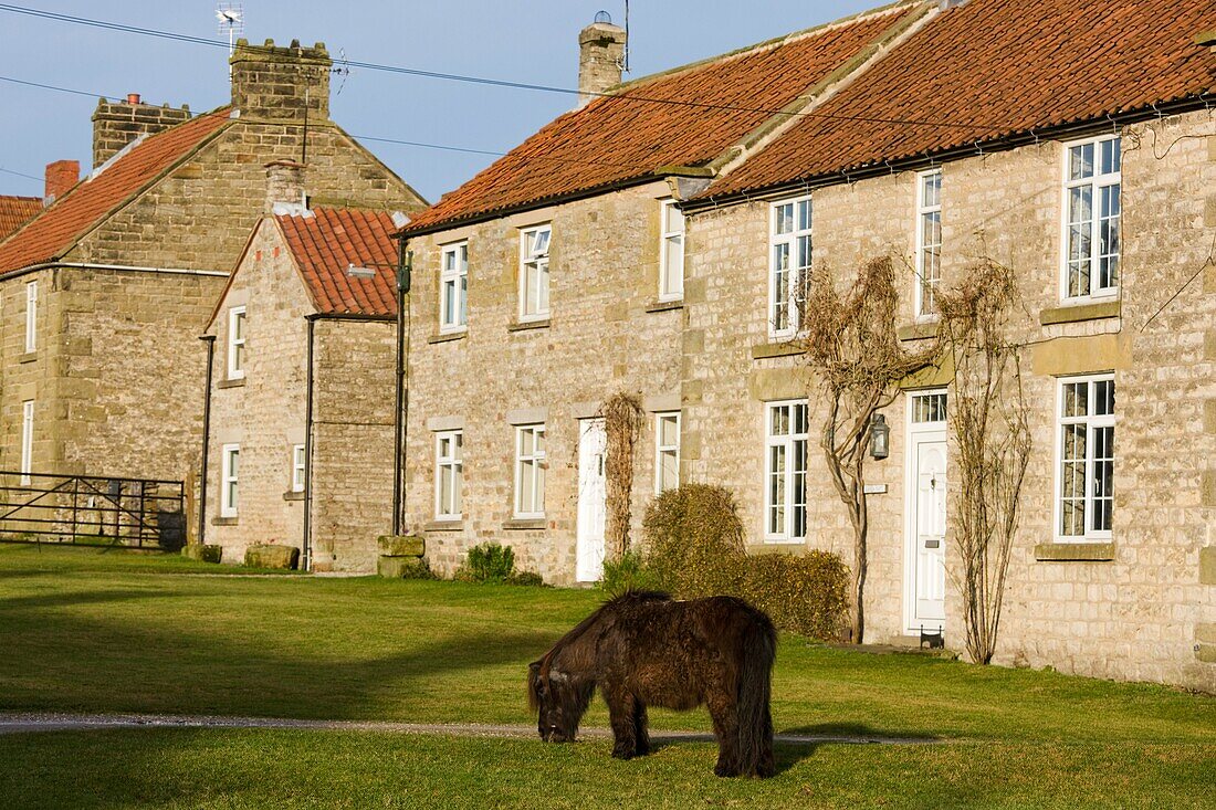 Haus und grasendes Pony; Levisham, North Yorkshire, England