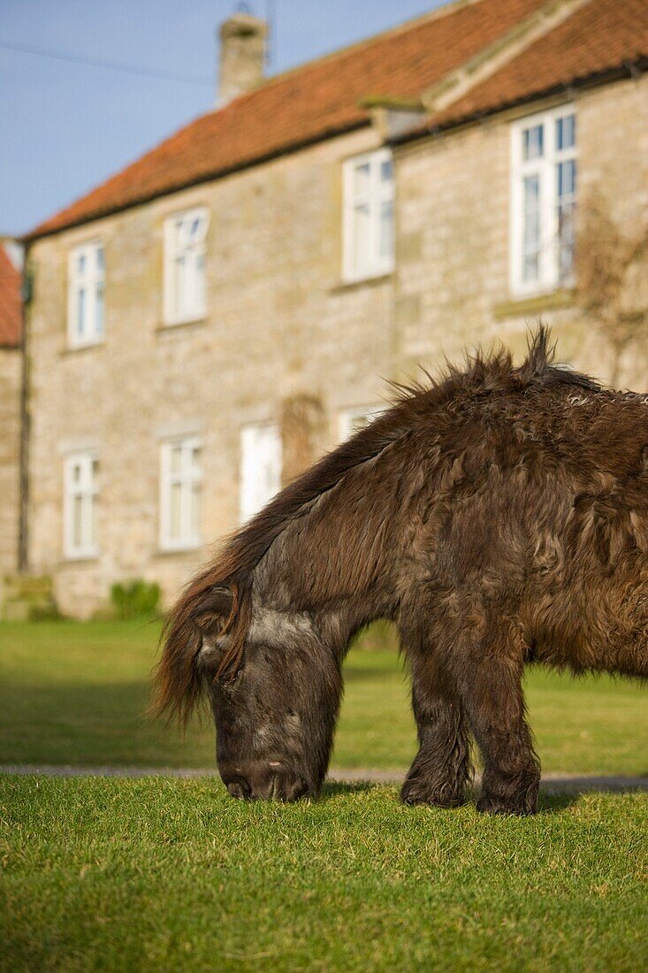 Haus und Pony auf der Weide; Levisham, North Yorkshire, England