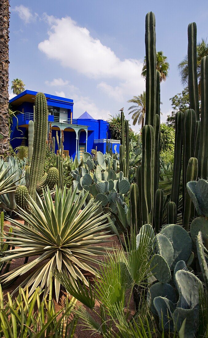 Die exotische Kakteensammlung in den Majorelle-Gärten; Marrakesch, Marokko