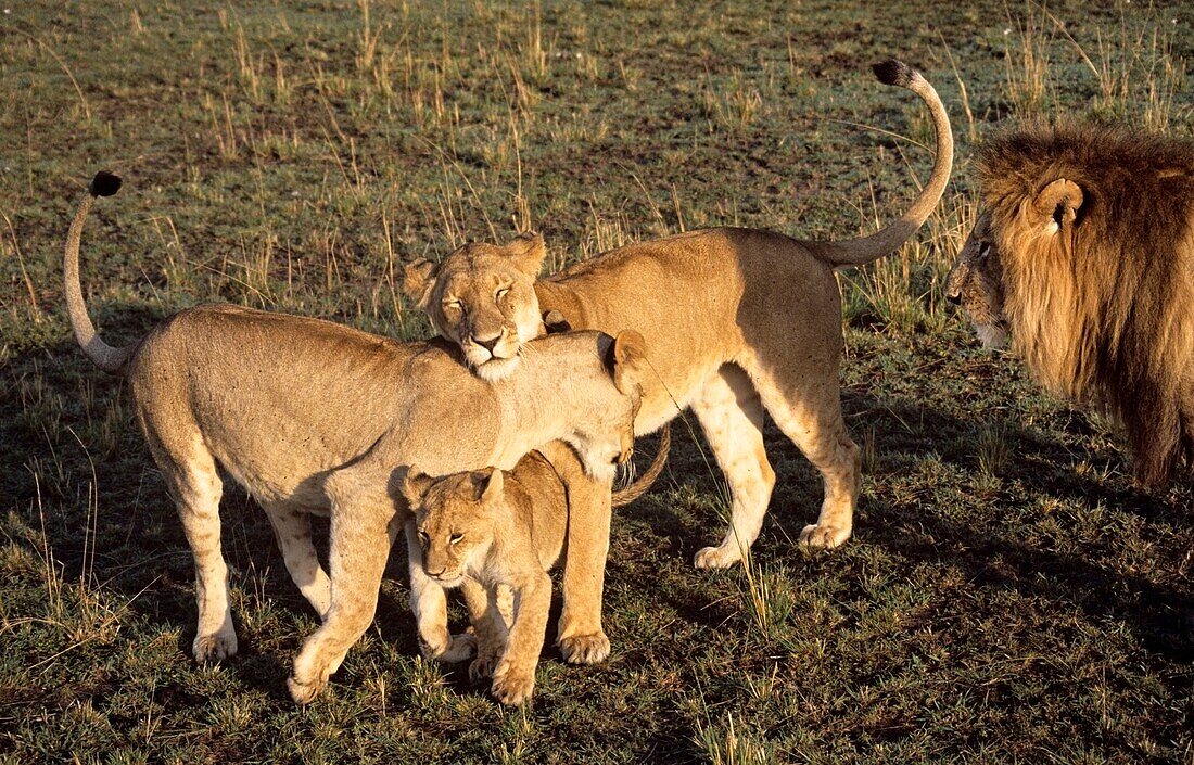 Family Of Lions; Masai Mara Game Reserve, Kenya