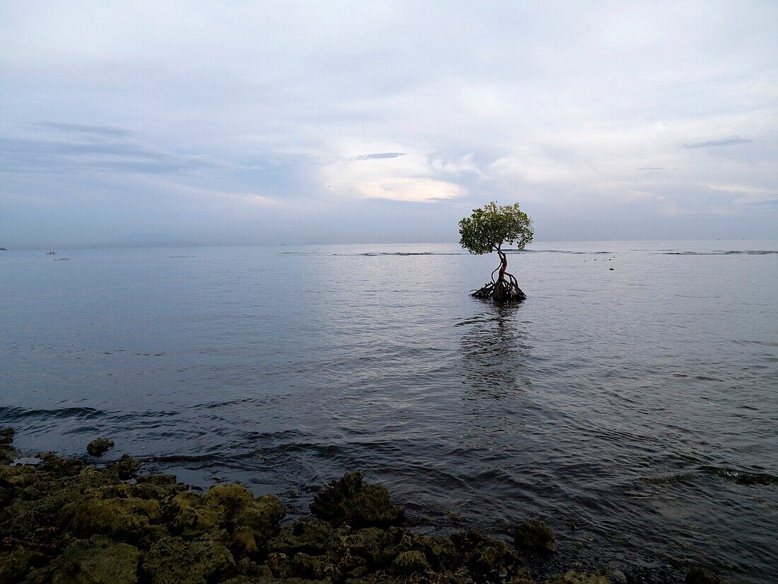 Abgelegener Baum in überflutetem Gebiet; Bali, Indonesien