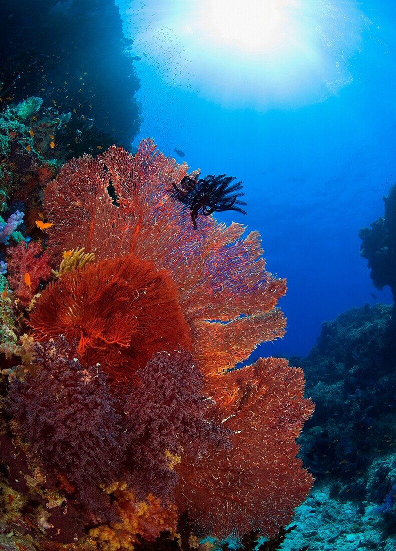 Unterwasseransicht einer farbenfrohen Koralle