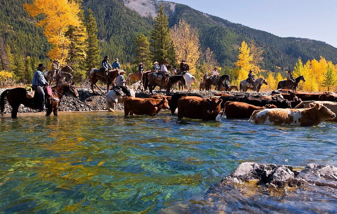 Cowboys treiben eine Viehherde durch einen Wasserweg; Süd-Alberta, Kanada