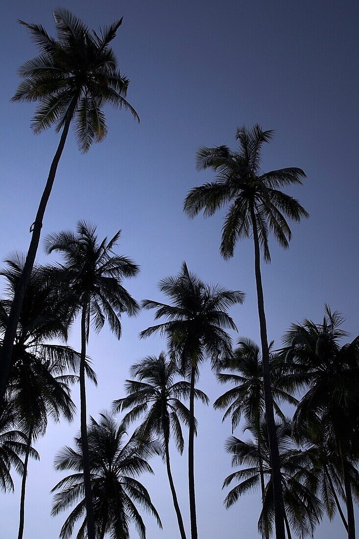 Zanzibar, Tanzania; Palm Trees Against Blue Sky