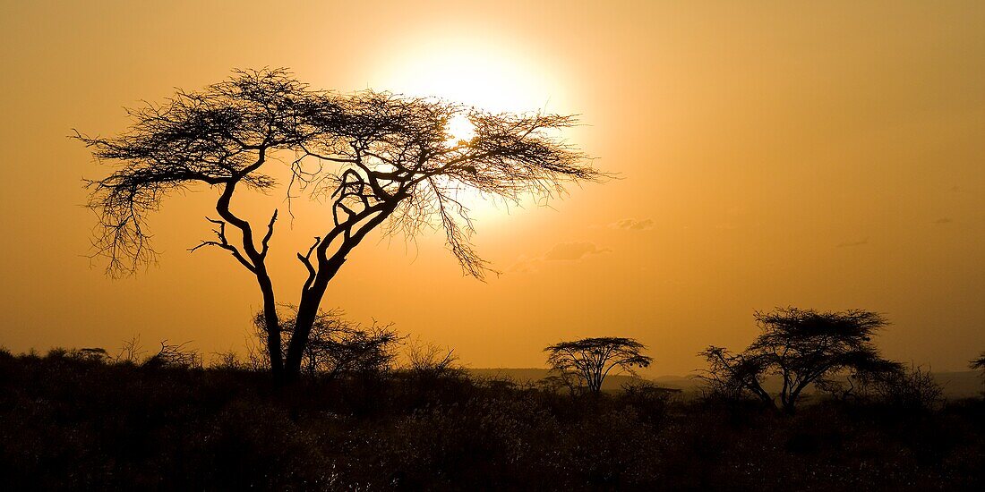 Silhouette eines Akazienbaums bei Sonnenuntergang; Masai Mara, Kenia, Ostafrika