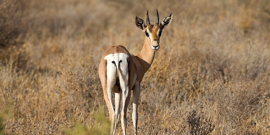 Samburu-Nationalreservat, Kenia, Ostafrika; Impala im Feld mit wachsamem Blick