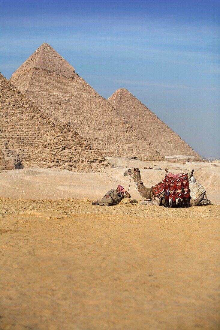 A Man And Camel With The Pyramids In The Background; Cairo,Egypt,Africa