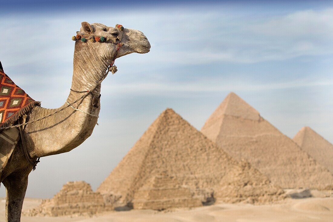 Ein Kamel mit den Pyramiden im Hintergrund; Kairo, Ägypten, Afrika
