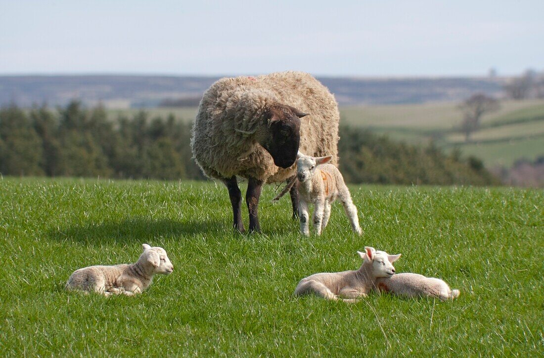 Sheep And Lambs