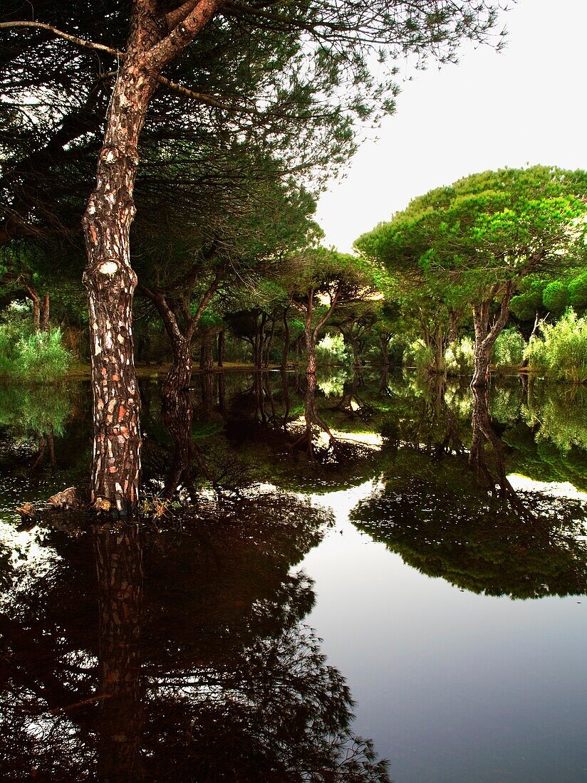 Ruhige Wasserreflektionen