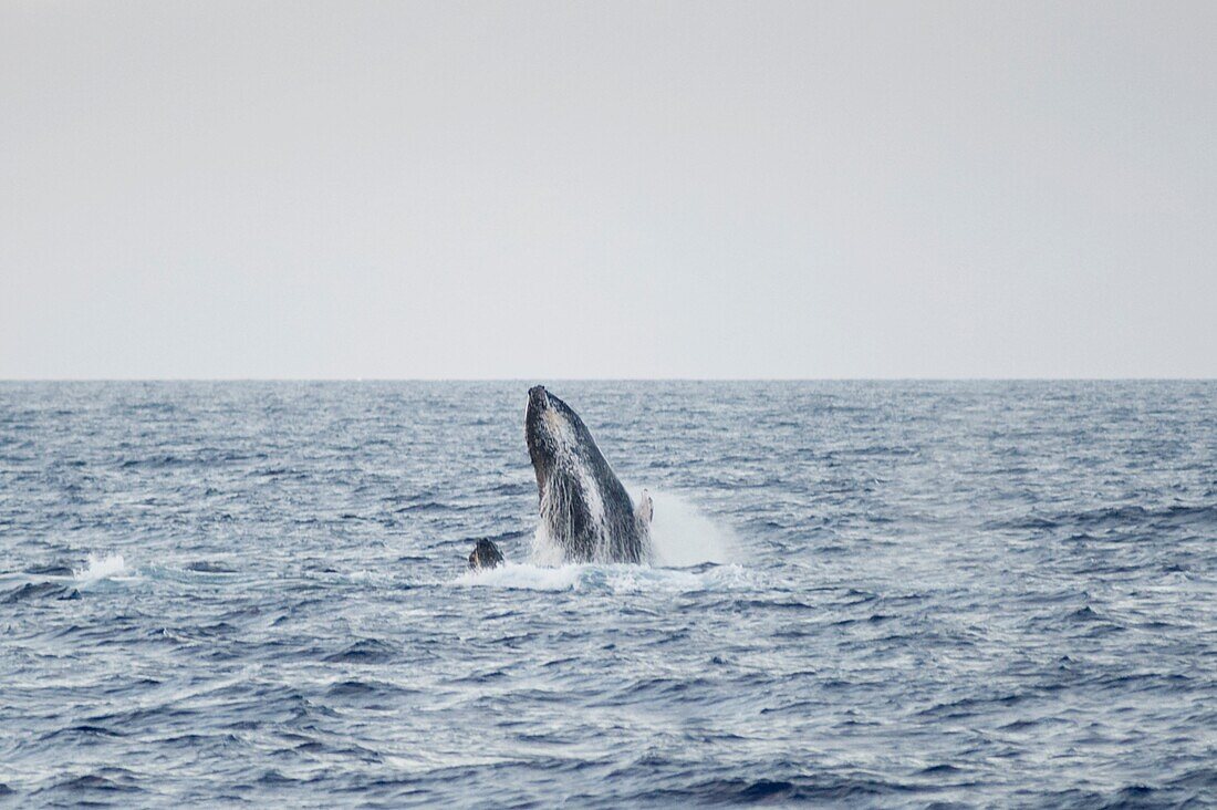 Wal beim Auftauchen, Maui, Hawaii, Usa