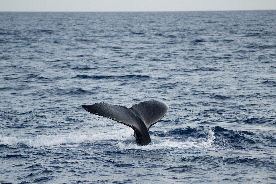 Schwanz eines Wals, Maui, Hawaii, Usa