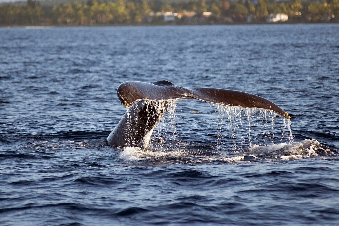 Walschwanz untergetaucht, Maui, Hawaii, Usa