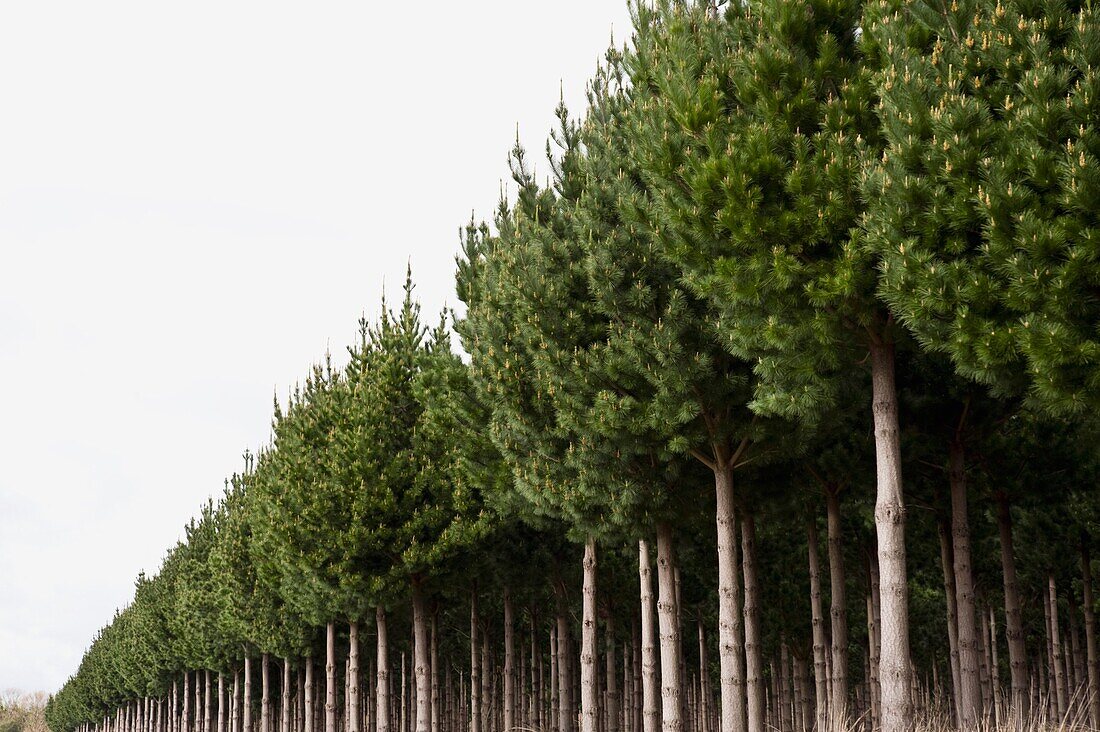 Pine Tree Plantation, Taupo, New Zealand