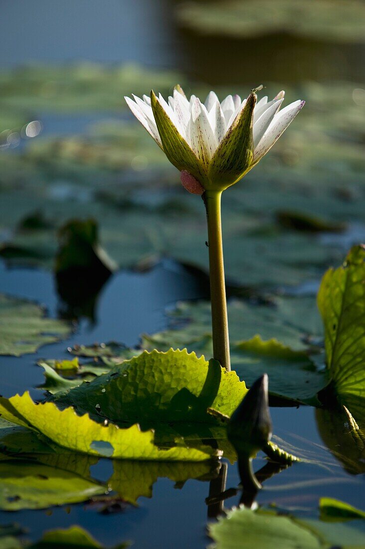 Nahaufnahme einer blühenden Wasserlilie