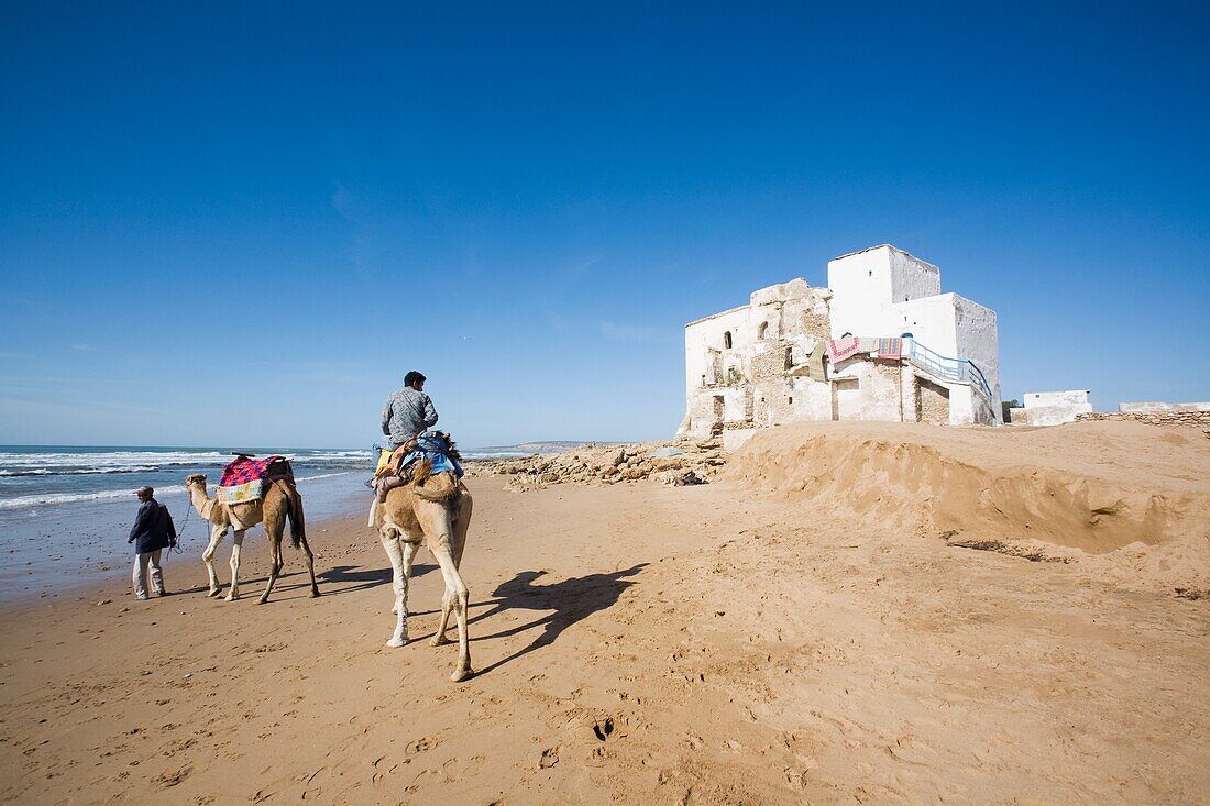 Camels On The Beach, Sidi Kaouki, Essaouira, Morocco