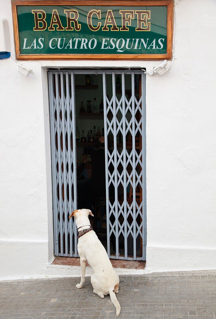Dog Waiting For Master Outside Bar In Tarifa, Cadiz, Spain