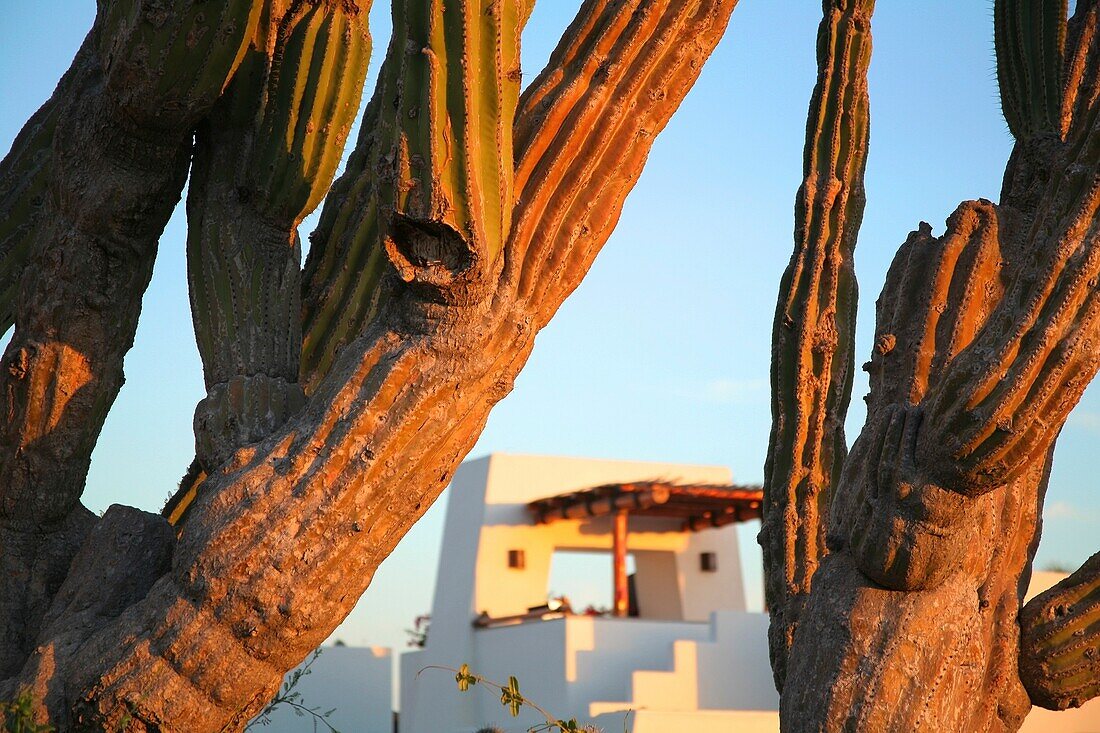 Kaktus, Cabo San Lucas, Mexiko