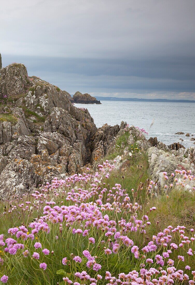 Wildblumen an der Küste, Isle Of Whithorn, Dumfries And Galloway, Schottland