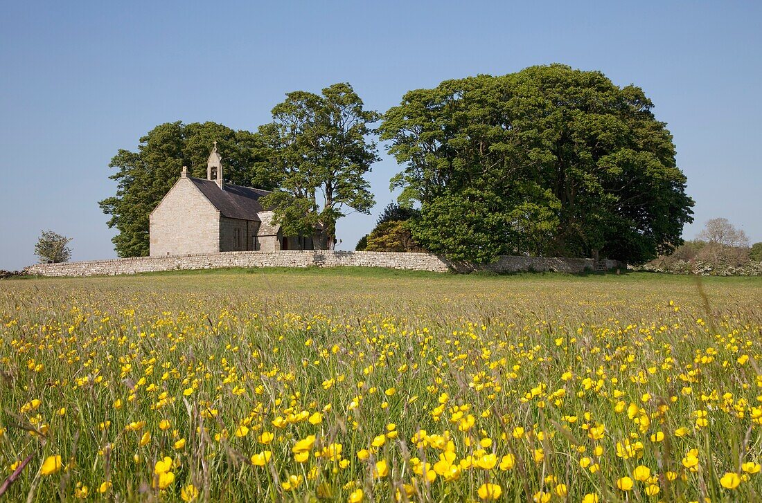 Feld mit gelben Wildblumen, Northumberland, England