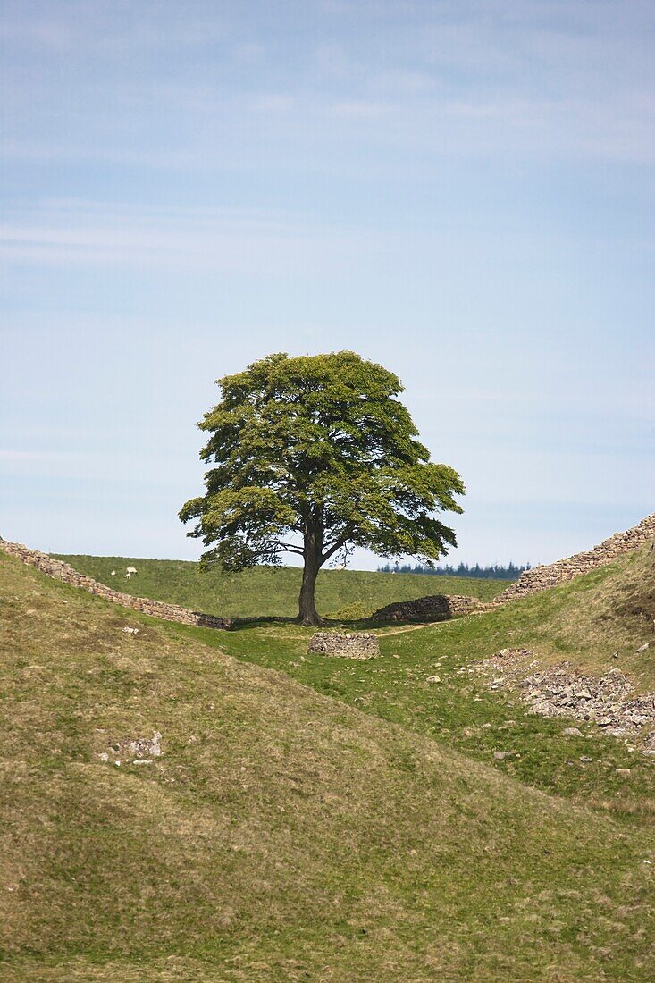 Lone Tree At Bottom Of Hill, Northumberland, England