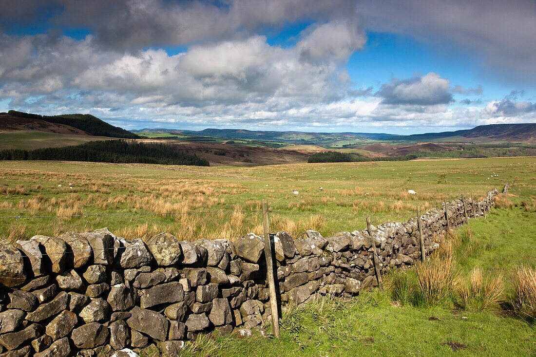 Rustikaler Steinzaun, Northumberland, England