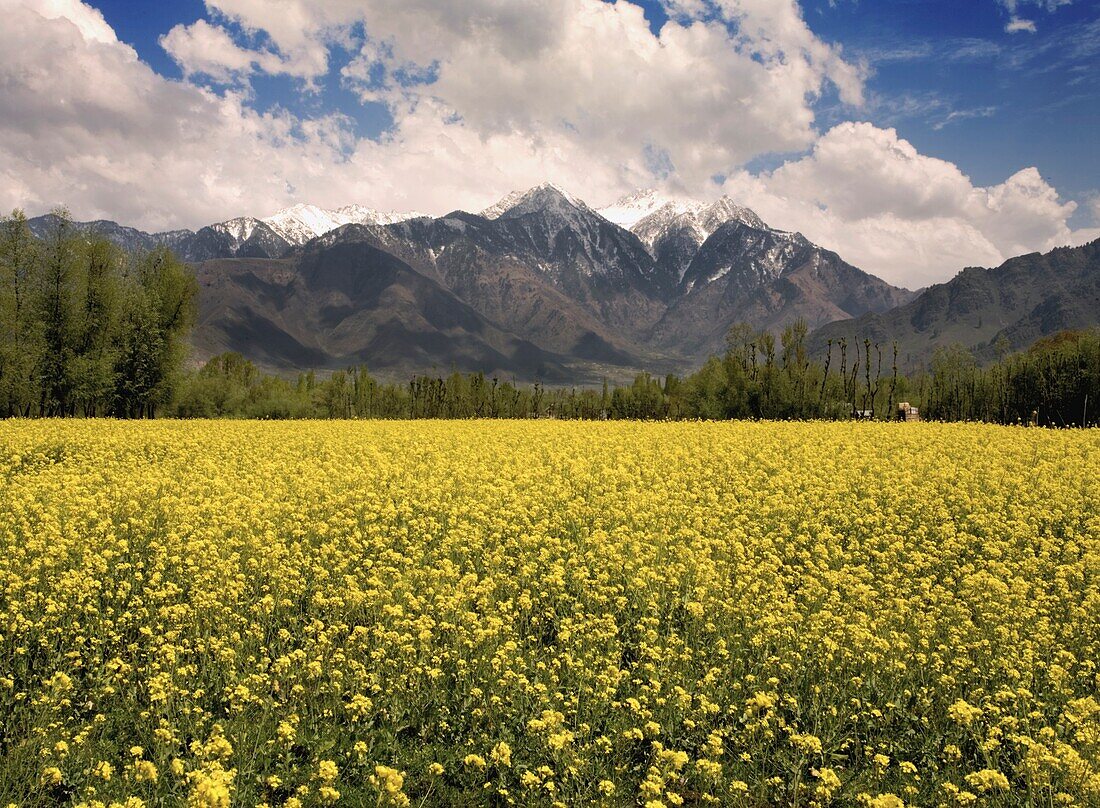 Feld von gelben Blumen mit Bergen im Hintergrund