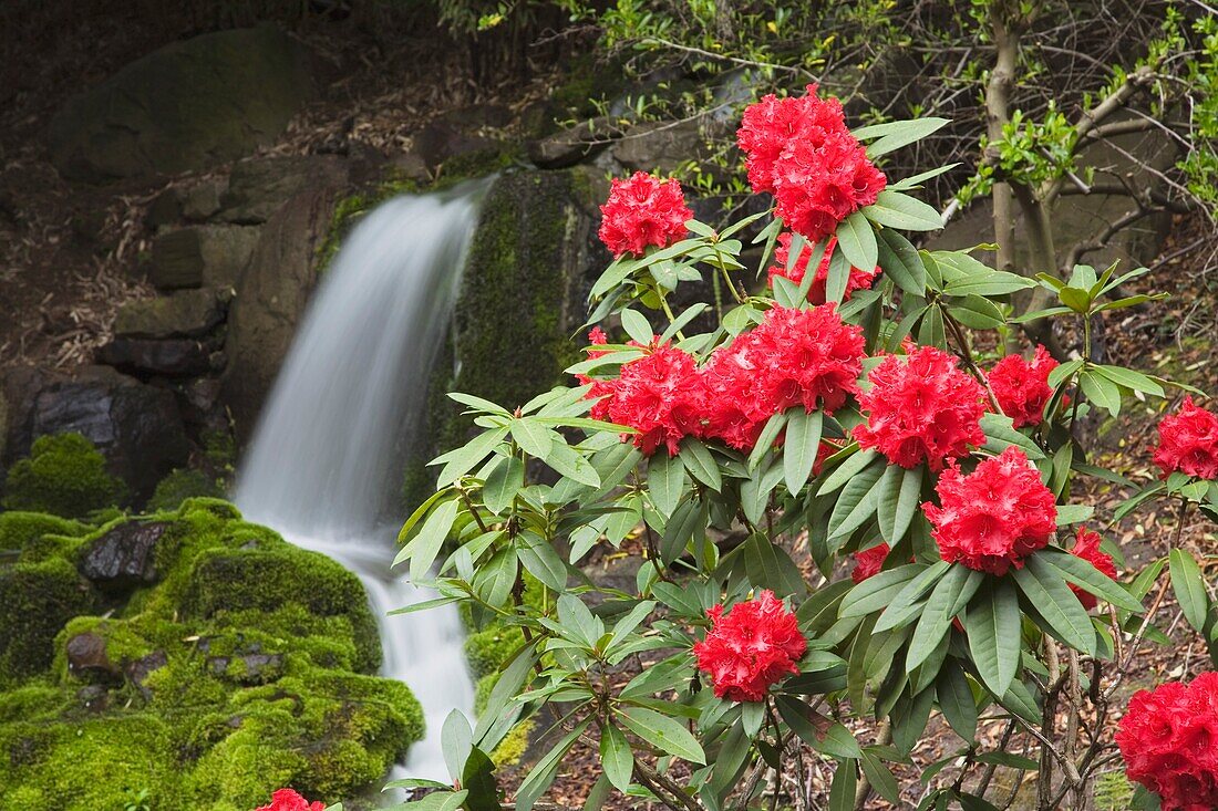 Rote Rhododendren mit Wasserfall