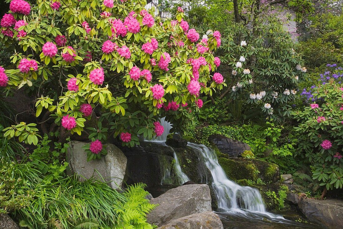 Rhododendren mit Wasserfall
