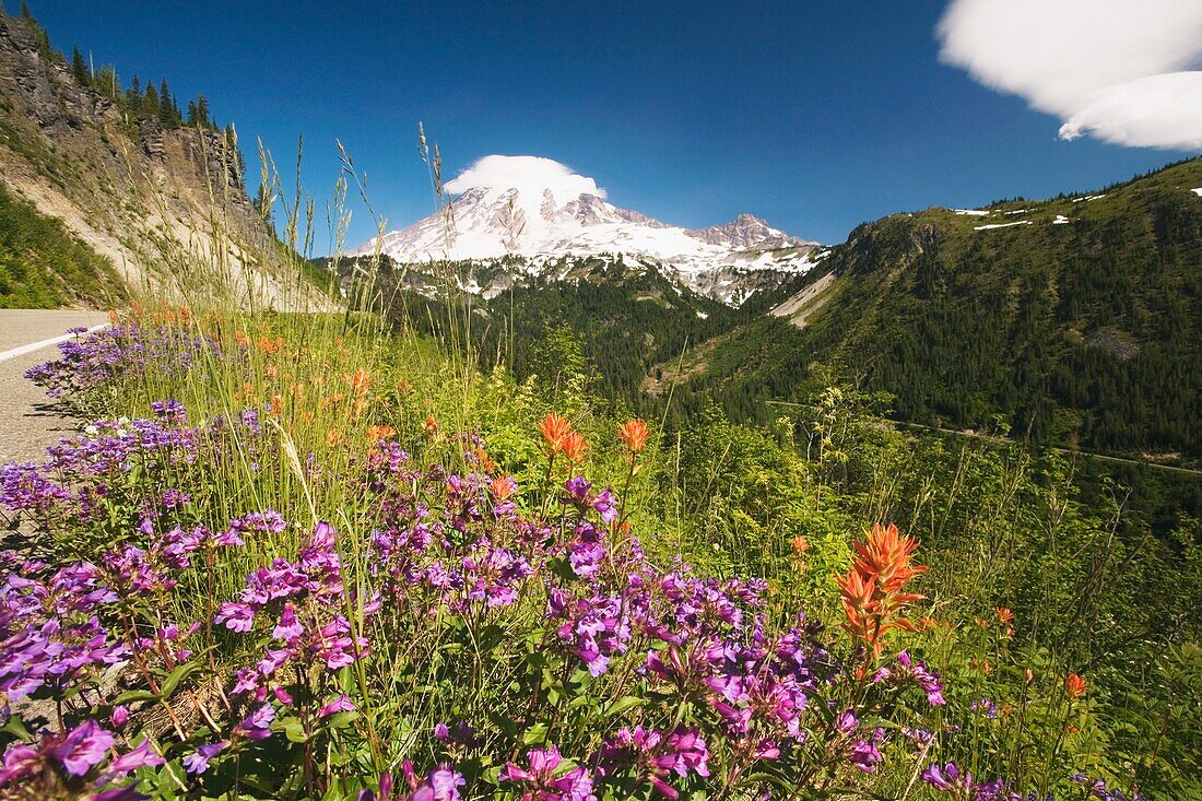 Roadside Wildflowers And Snow-Capped Mountain