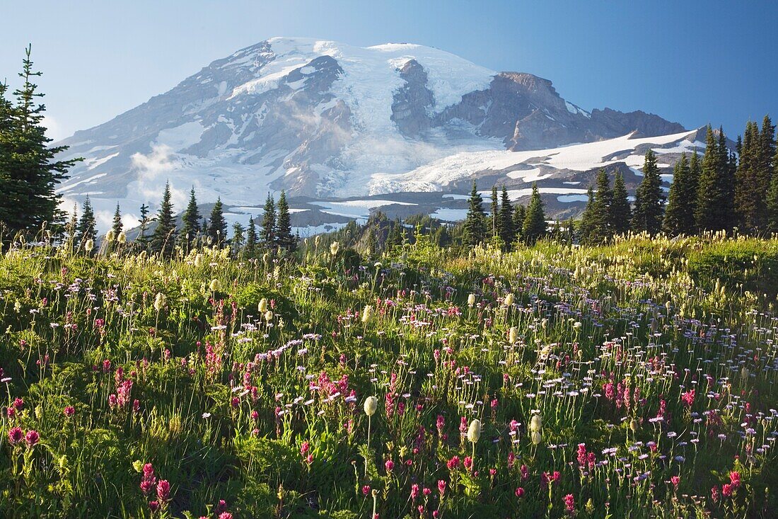 Field Of Alpine Lupine Wildflowers