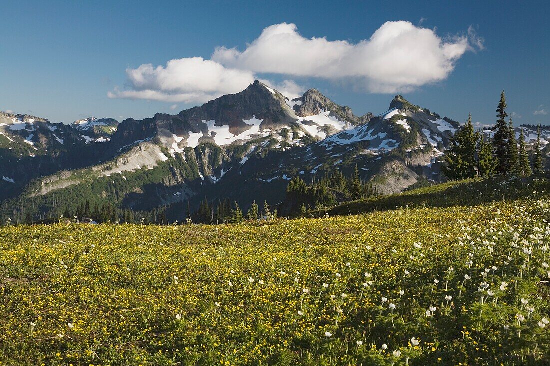 Field Against Mountain Backdrop