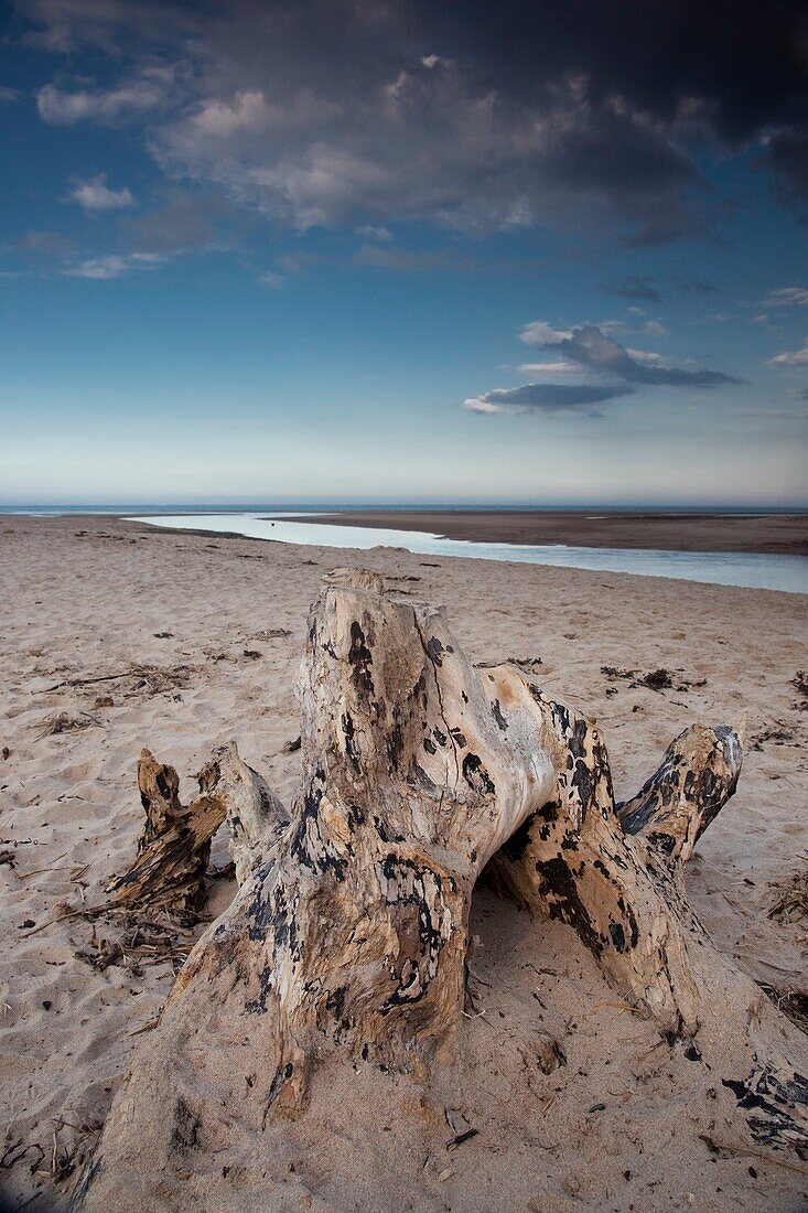 Driftwood On Beach