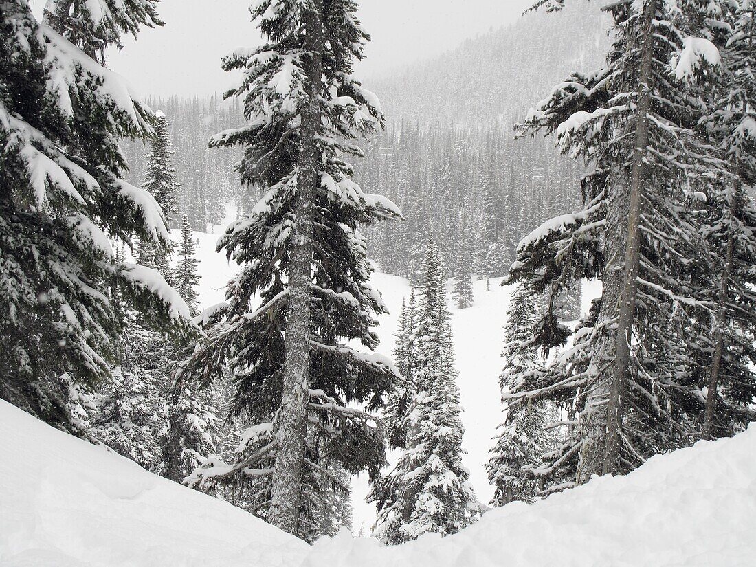 Evergreens At Ski Resort, Whistler, British Columbia, Canada