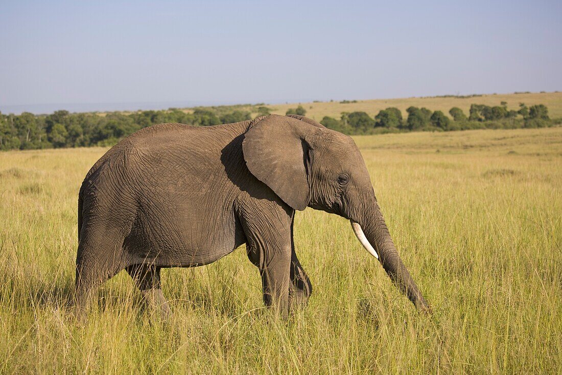 Afrikanischer Elefant auf Wanderschaft durch das lange Gras der Masai Mara, Kenia