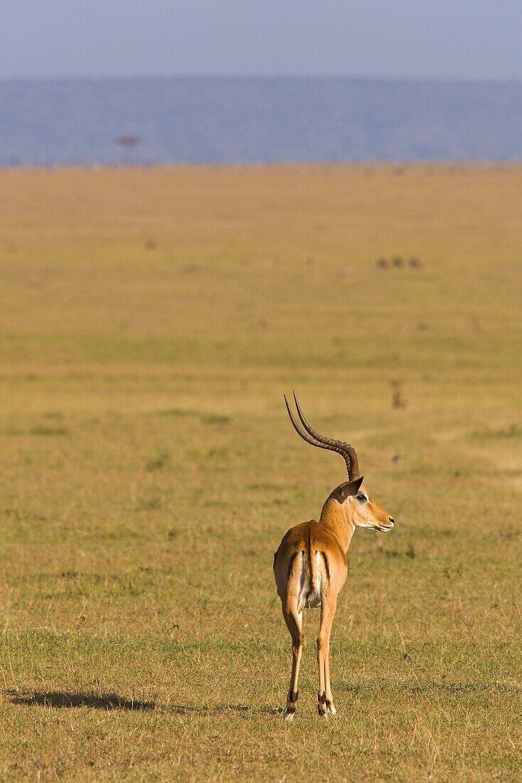 Männliches Impala in der Masai Mara, Kenia, Ostafrika