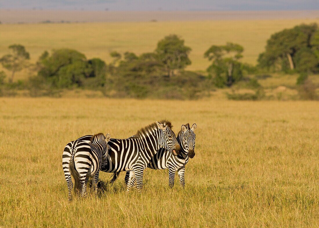 Three Zebra On The Plains Of Masai Mara, Kenya, East Africa