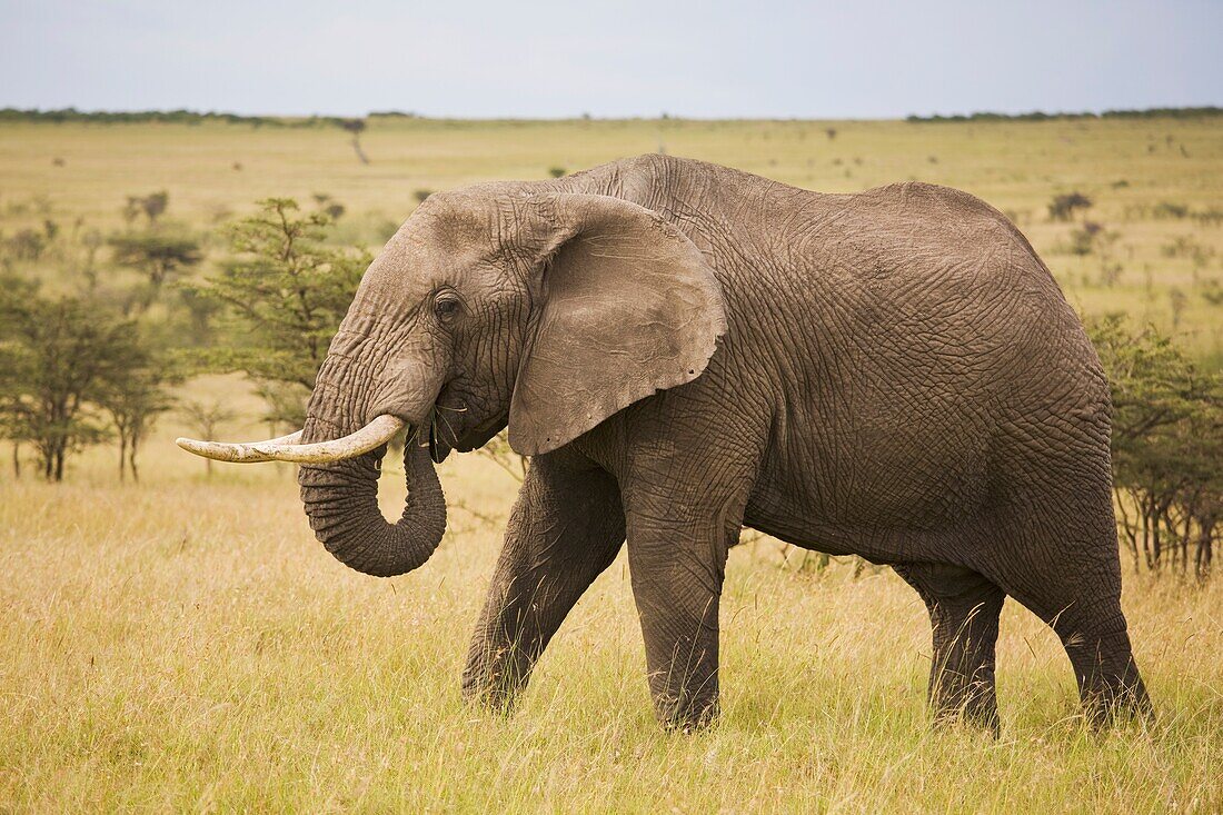 Elefantenbulle im Wildreservat, Masai Mara, Kenia, Ostafrika