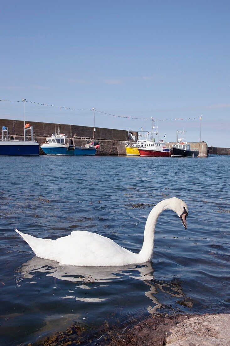 Schwan, Eyemouth, Scottish Borders, Schottland