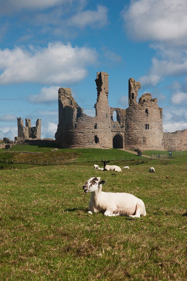 Schafe vor der Burg Dunstanburgh; Northumberland, England
