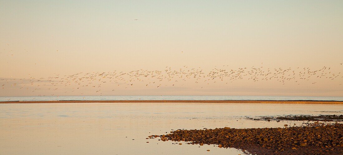 Ufer, Alnmouth, Northumberland, England