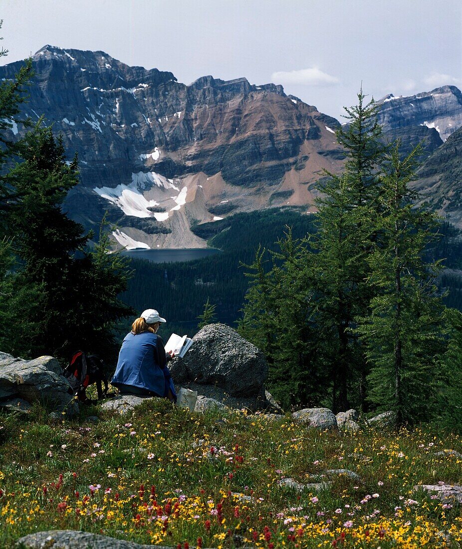 Lesender Wanderer auf einem Felsen neben Wildblumen mit Blick auf die schroffen Berge, Banff National Park; Banff, Alberta, Kanada