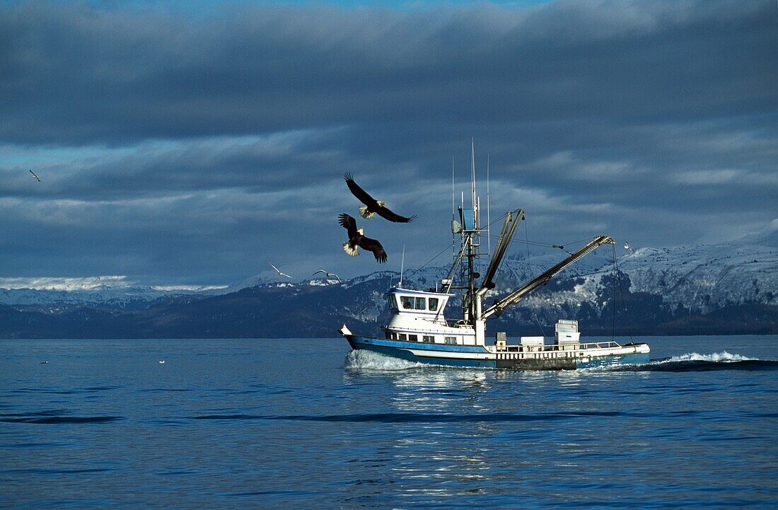 Eagles Soaring Over A Fishing Boat; Cook Inlet, Alaska, Usa