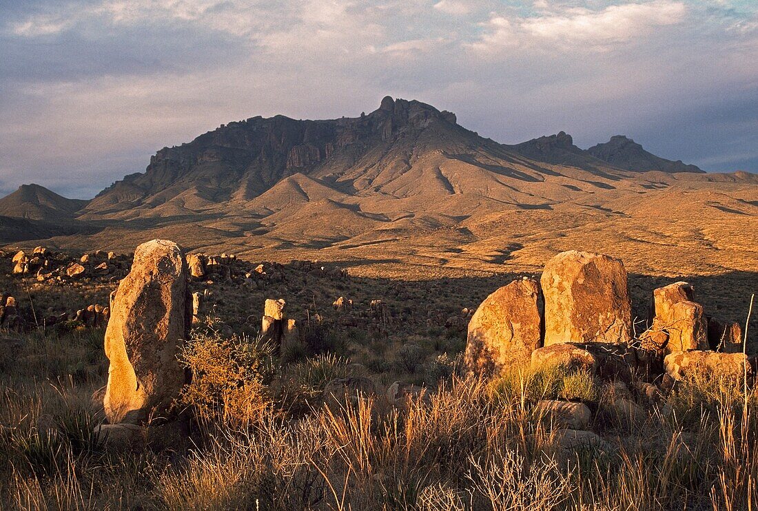 Chisos Mountains, Chihuahuan-Wüste Pflanzen, Texas, Usa