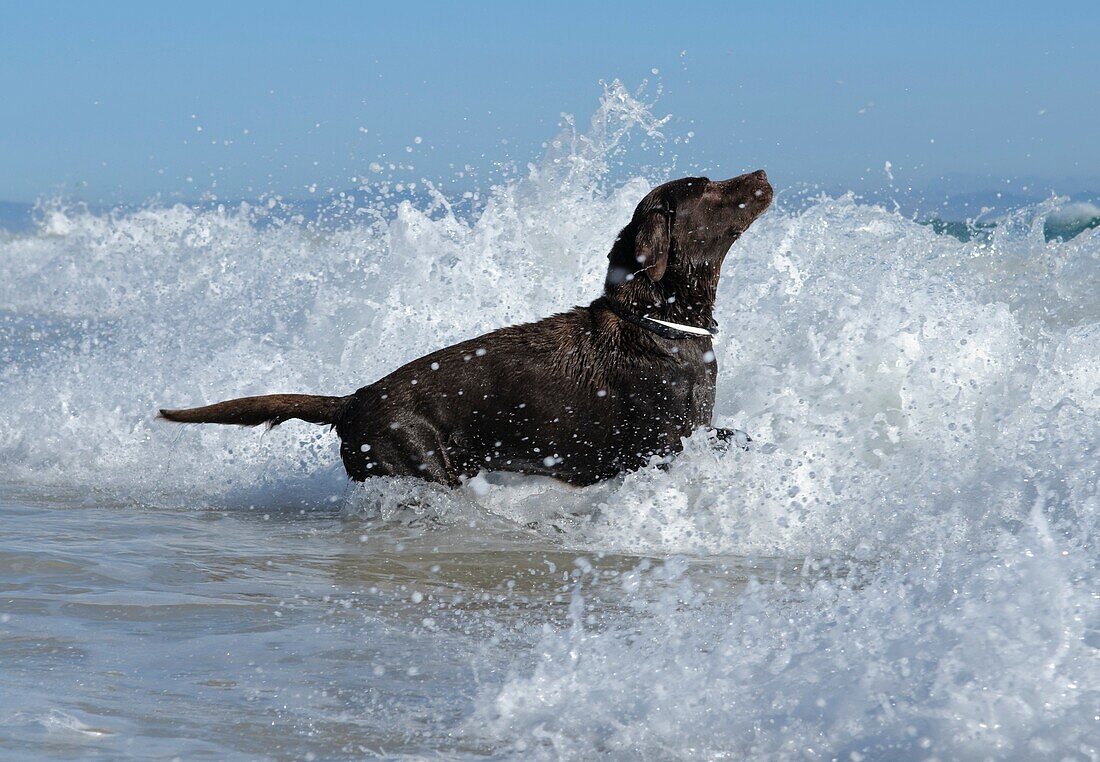 Labrador Retriever spielt in den Wellen des Ozeans