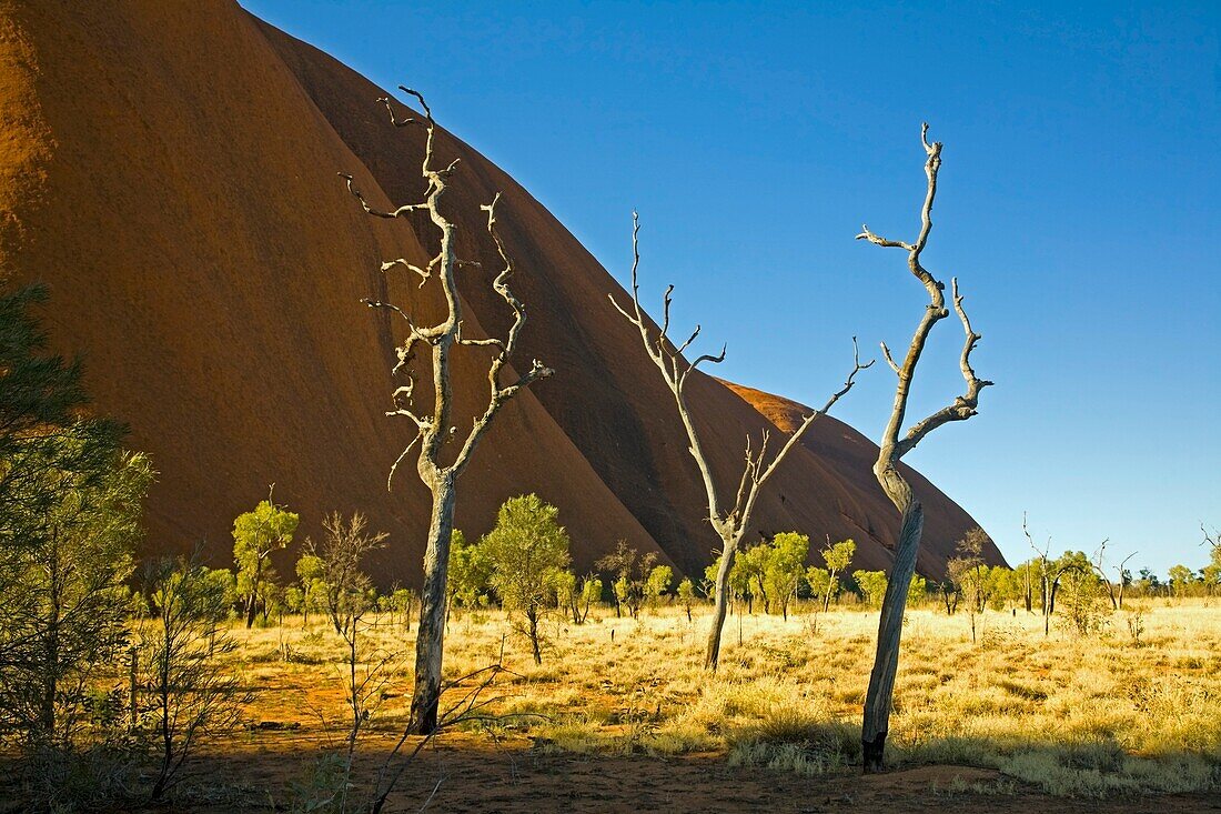 Ayers Rock durch tote Bäume; Nordterritorium, Australien