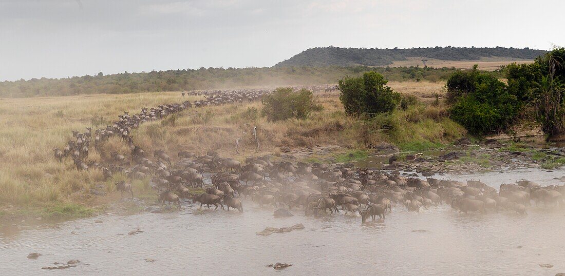 Wildebeest, Kenya, Africa