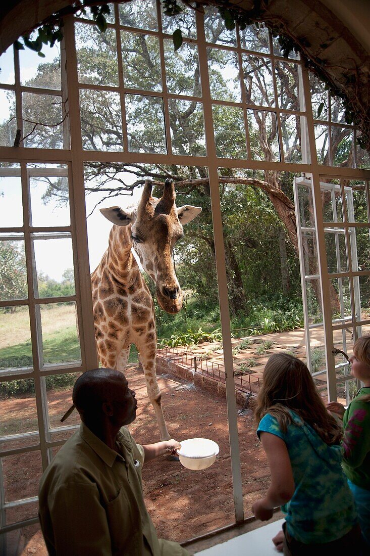 Rothschild-Giraffe im Zoo; Nairobi, Kenia, Afrika