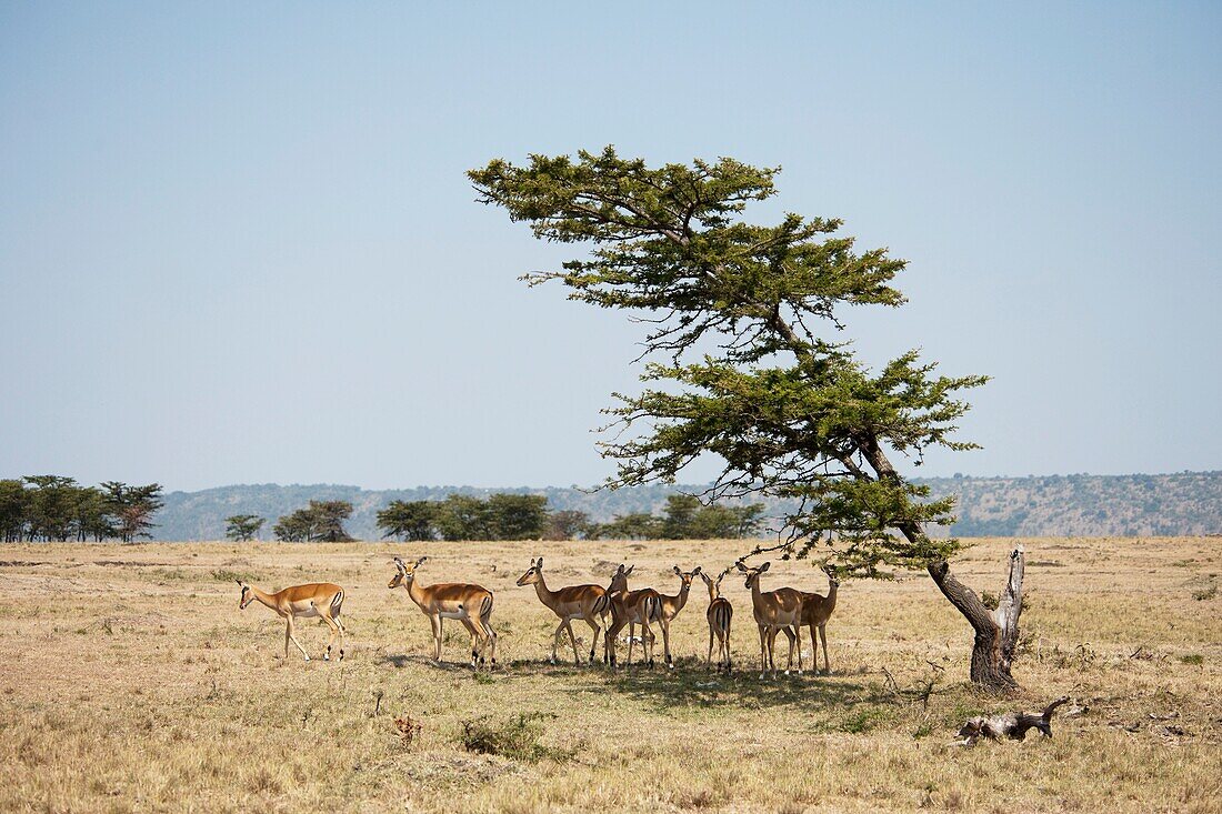 Impala, Kenia, Afrika